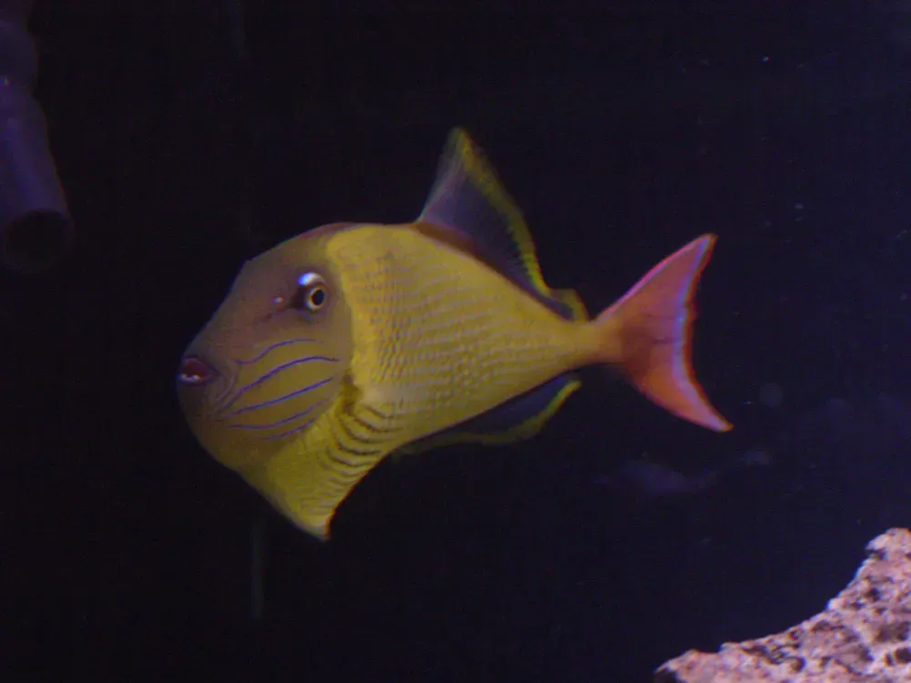 A yellow fish with a red tail is swimming in a tank.