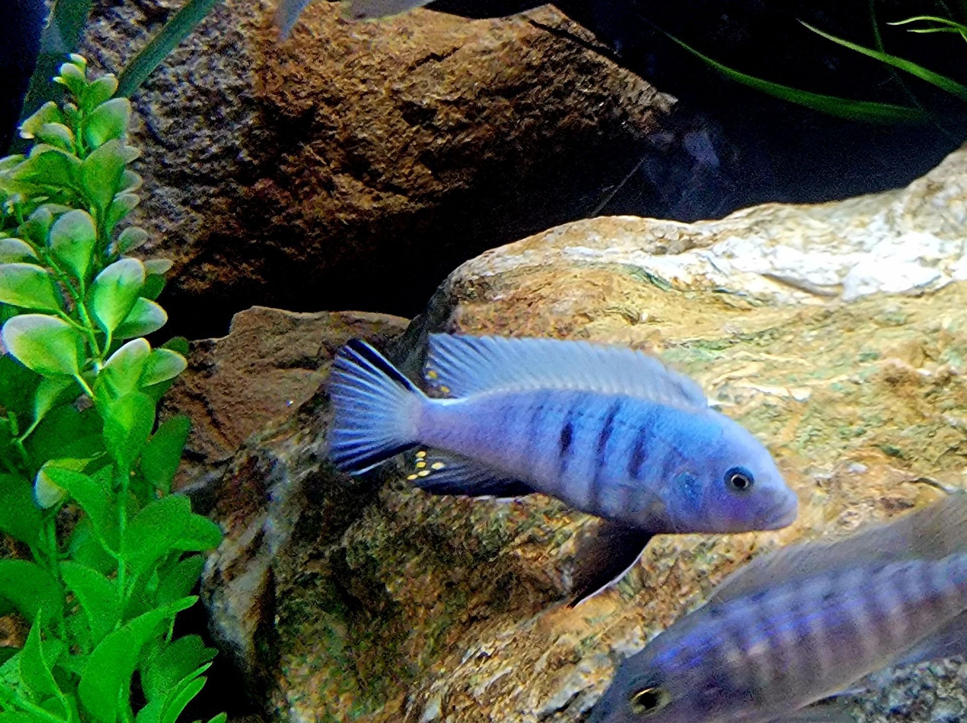 A blue fish is swimming on a rock in an aquarium