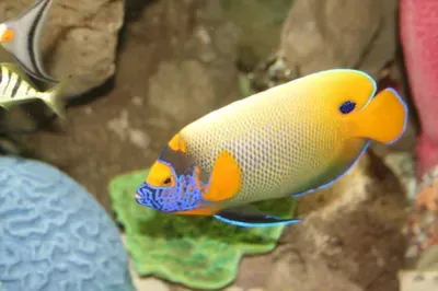 A yellow and blue fish is swimming in a tank.