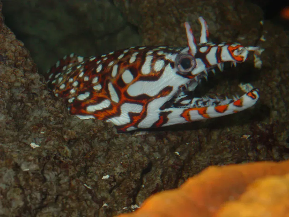 A colorful fish is sitting on a rock in the water.