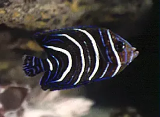 A black and white fish is swimming in a tank.