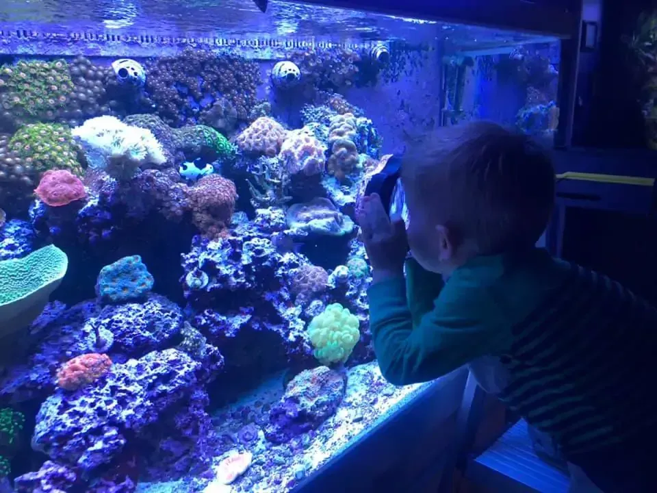 A young boy is looking at a coral reef in an aquarium.
