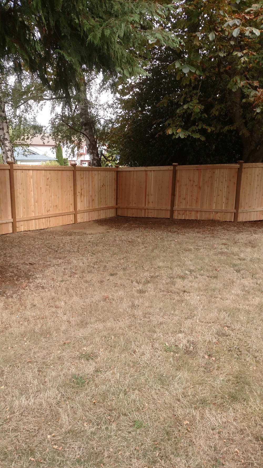 Cedar fence