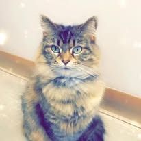 Fluffy tabby cat with blue eyes, sitting indoors.