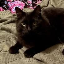 Black cat with green eyes rests on a beige blanket.