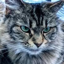 Close-up of cat with green eyes and gray and brown striped fur, looking intensely.