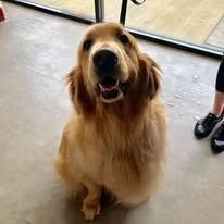 Golden Retriever dog sitting indoors, looking up, brown fur, smiling.