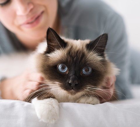 A woman petting a fluffy cat with blue eyes; cat is light brown and white.