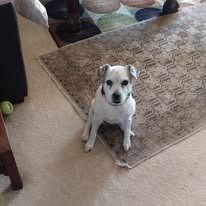 White dog with dark eyes sits on a rug, looking up. The setting appears to be a room with beige floors.