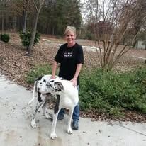 Woman with two Great Danes outside. One dog is black and white, the other is white.