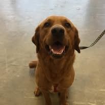 Brown Labrador Retriever, smiling with mouth open, on leash, looking up.