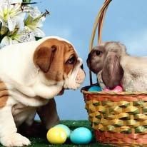 Bulldog looking at a bunny in an Easter basket with colorful eggs.