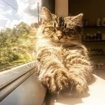 Fluffy tabby cat resting on a windowsill, looking at the viewer. Bright sunlight illuminates its fur.