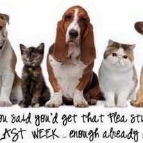 Dogs and cats looking at the viewer. Text below reads: “you said you'd get that flea stuff LAST WEEK... enough already”.