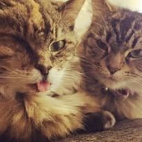 Two tabby cats snuggled together; one licking its lips, the other with a neutral expression.