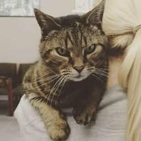Tabby cat resting on a person's shoulder, looking at the camera with a neutral expression.