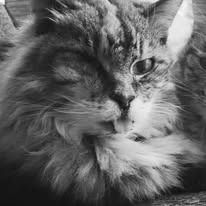 Black and white close-up of a fluffy cat with one eye open and the other closed.