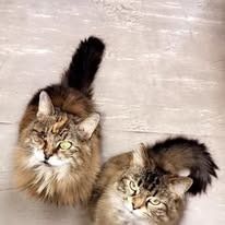 Two fluffy cats looking up. One is brown and gold, the other is gold and brown.