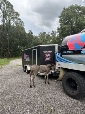 Donkey standing next to a black trailer and a blue-and-red tanker truck on gravel.