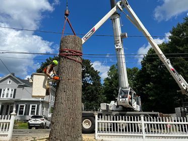 tree removal 