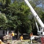 tree removal