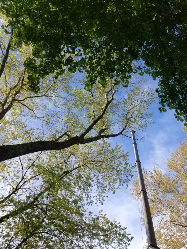 tree removal