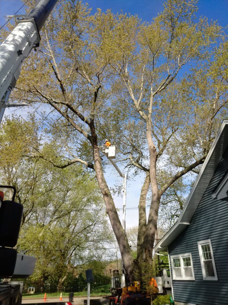 tree care