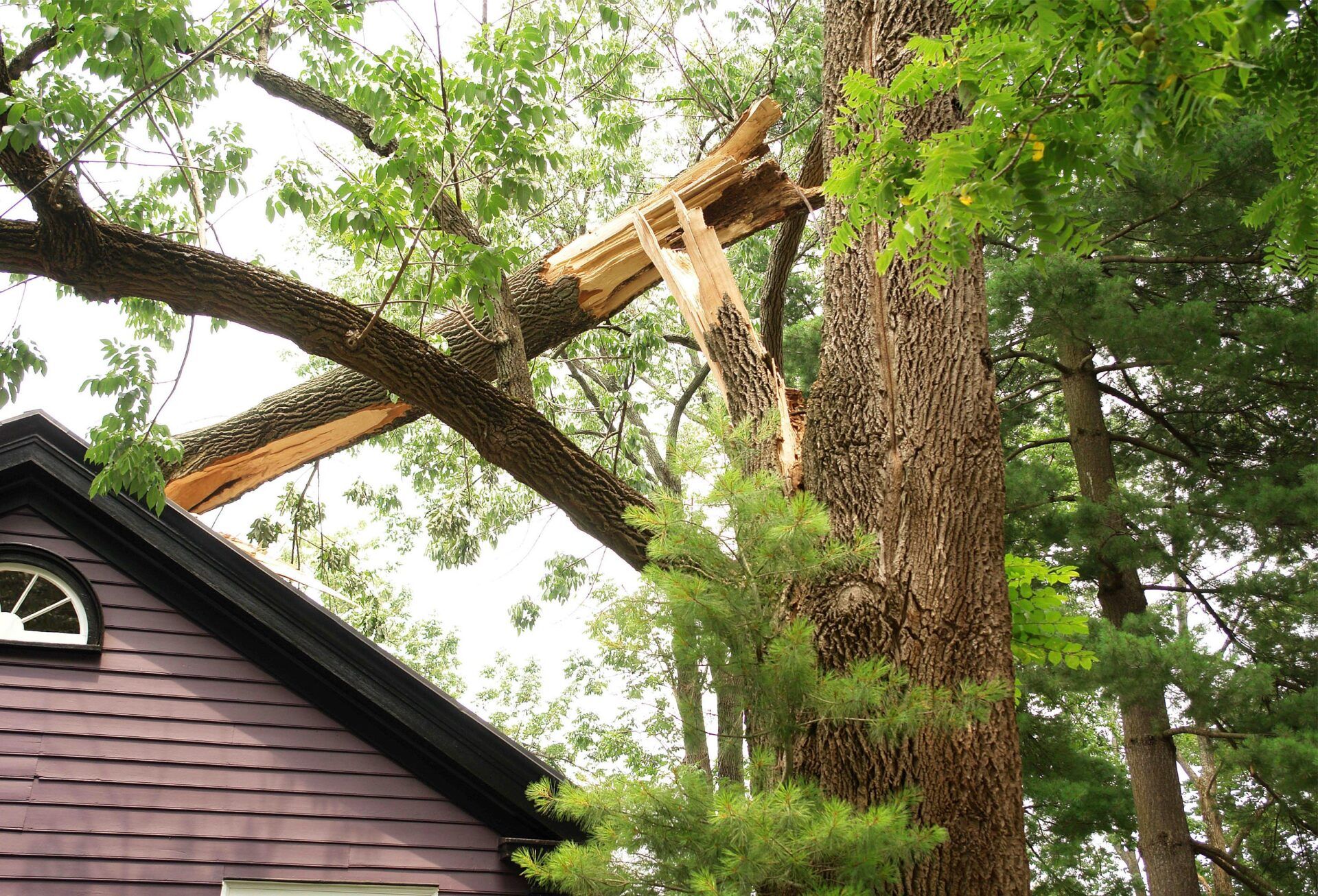 tree removal