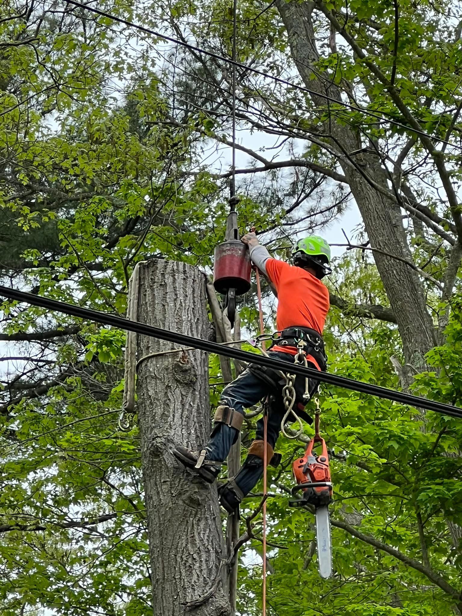Tree service