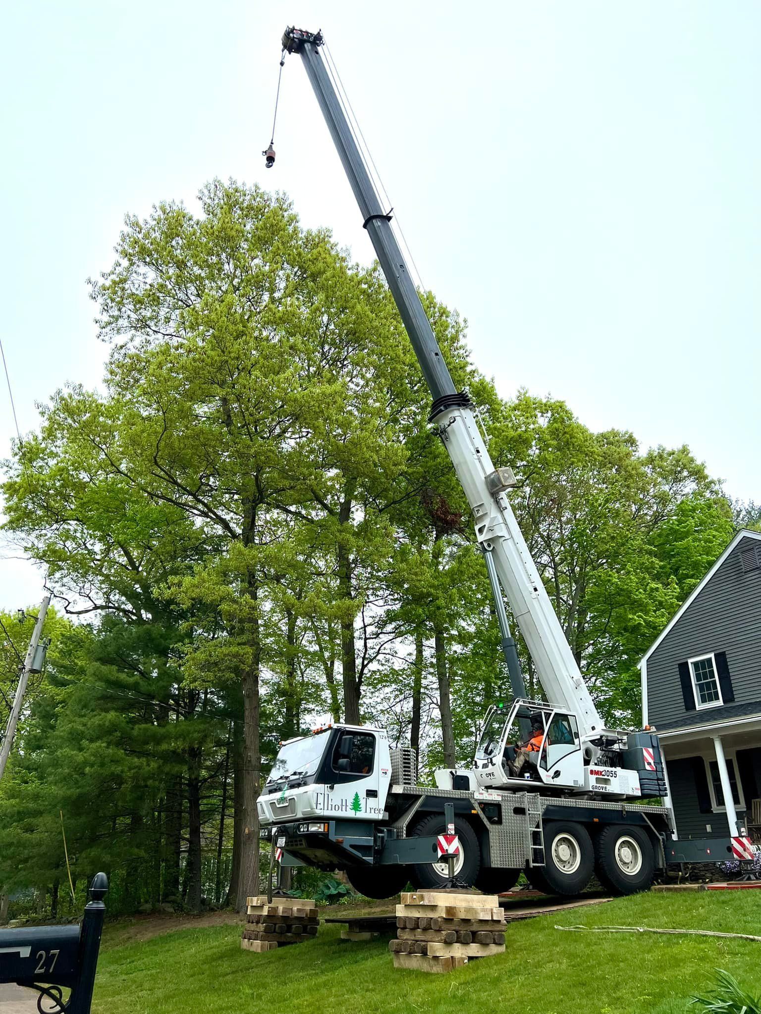 Tree service