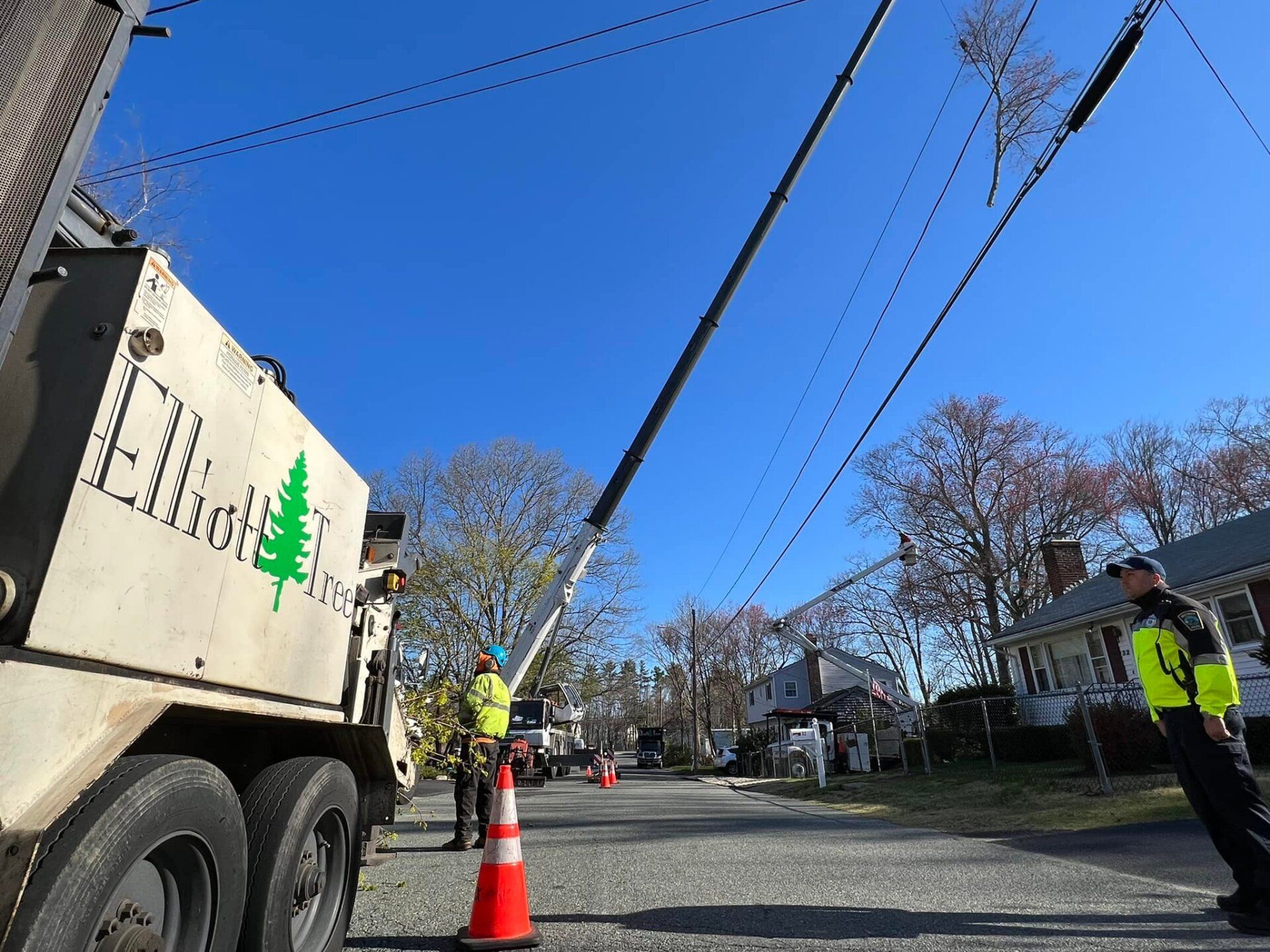 tree removal