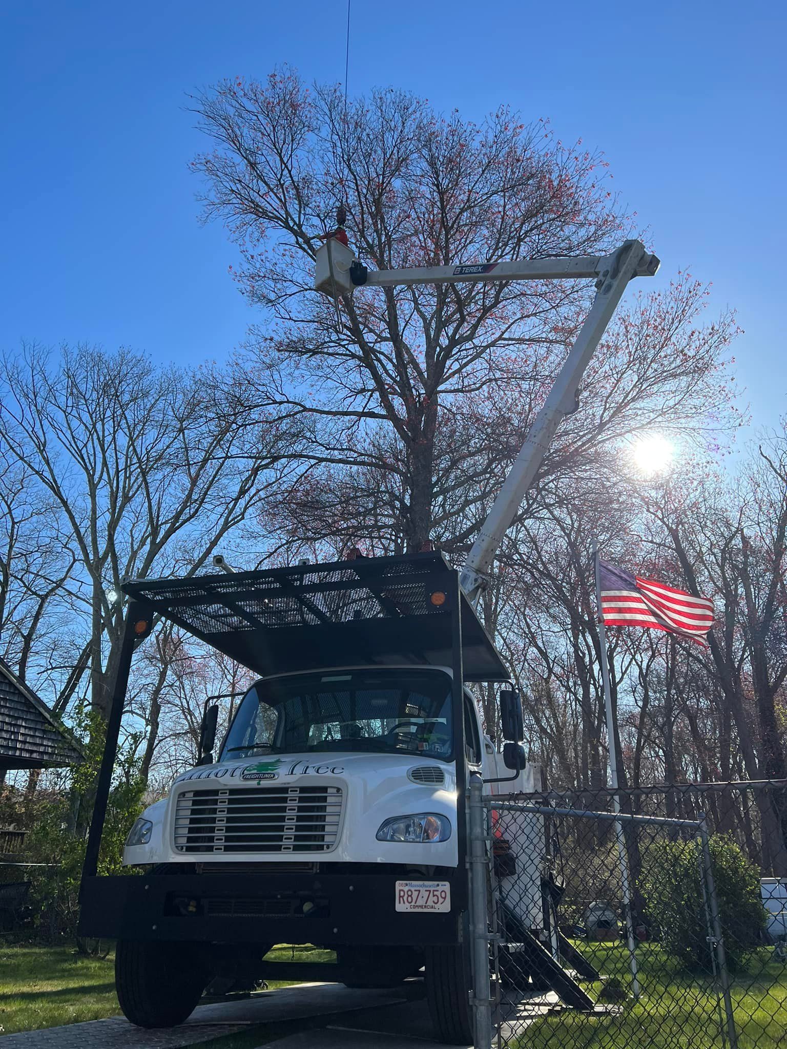 tree removal fall