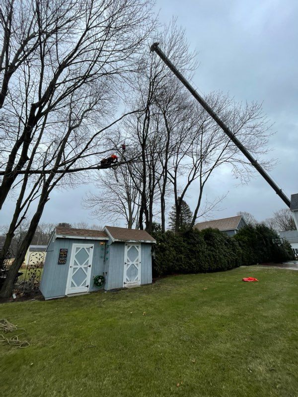 tree removal