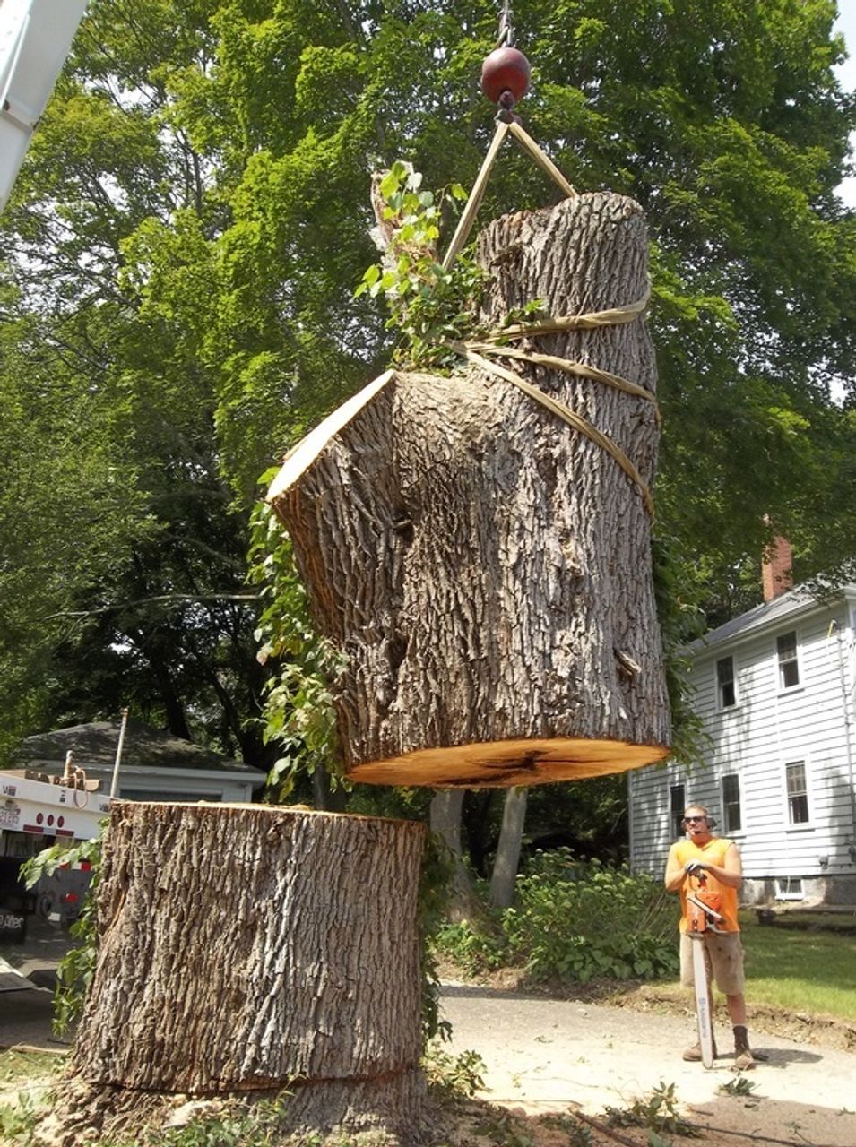 tree removal 