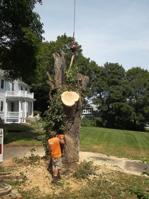 Tree service