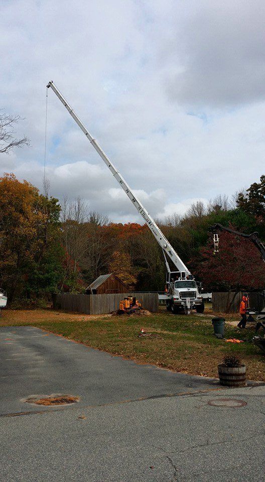 Tree service