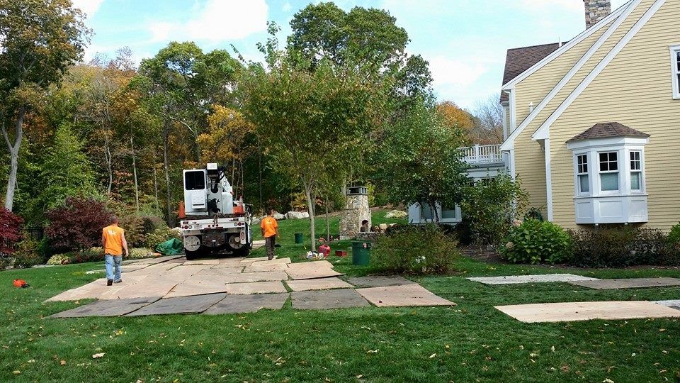 tree removal 