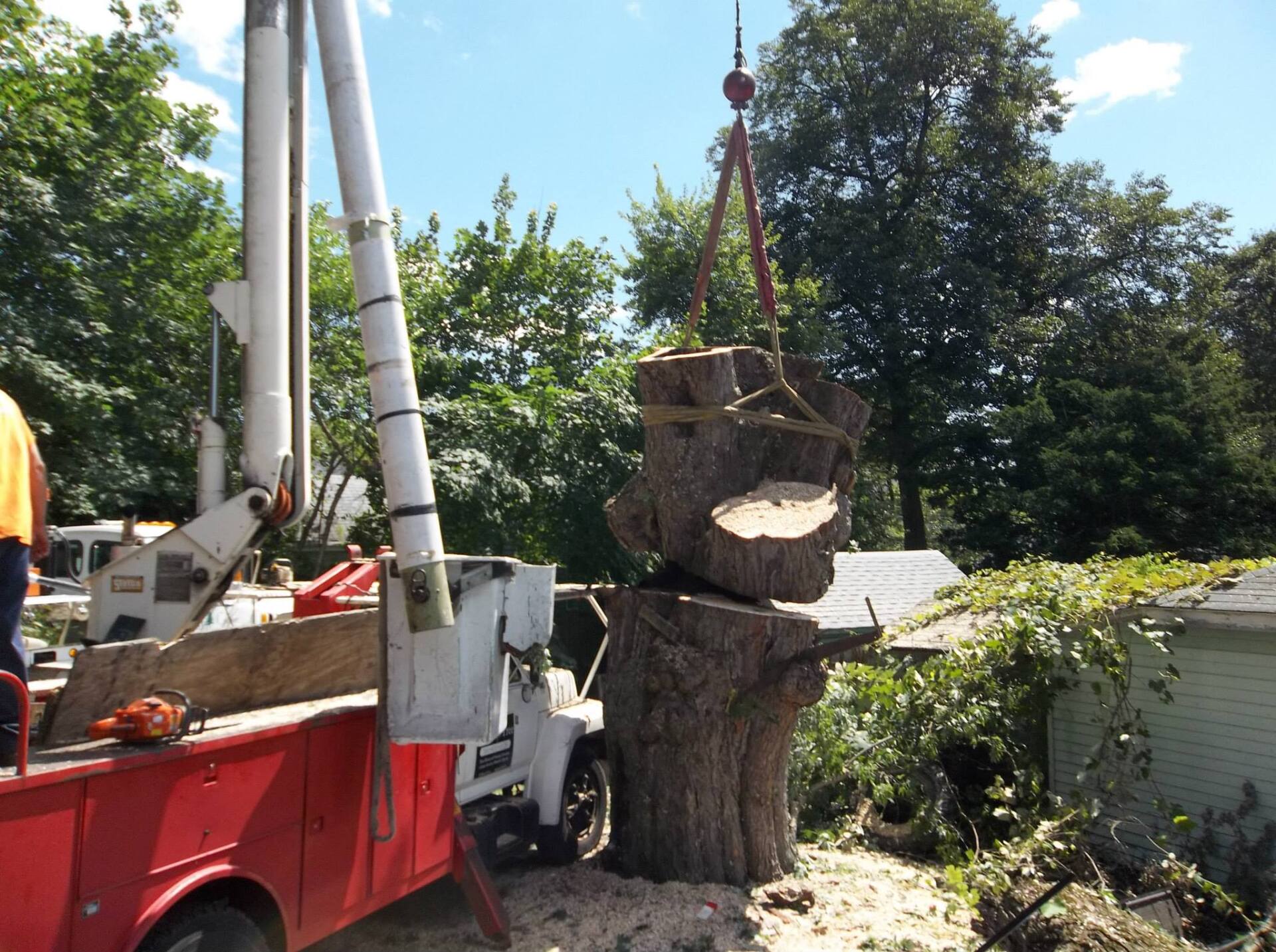 tree removal