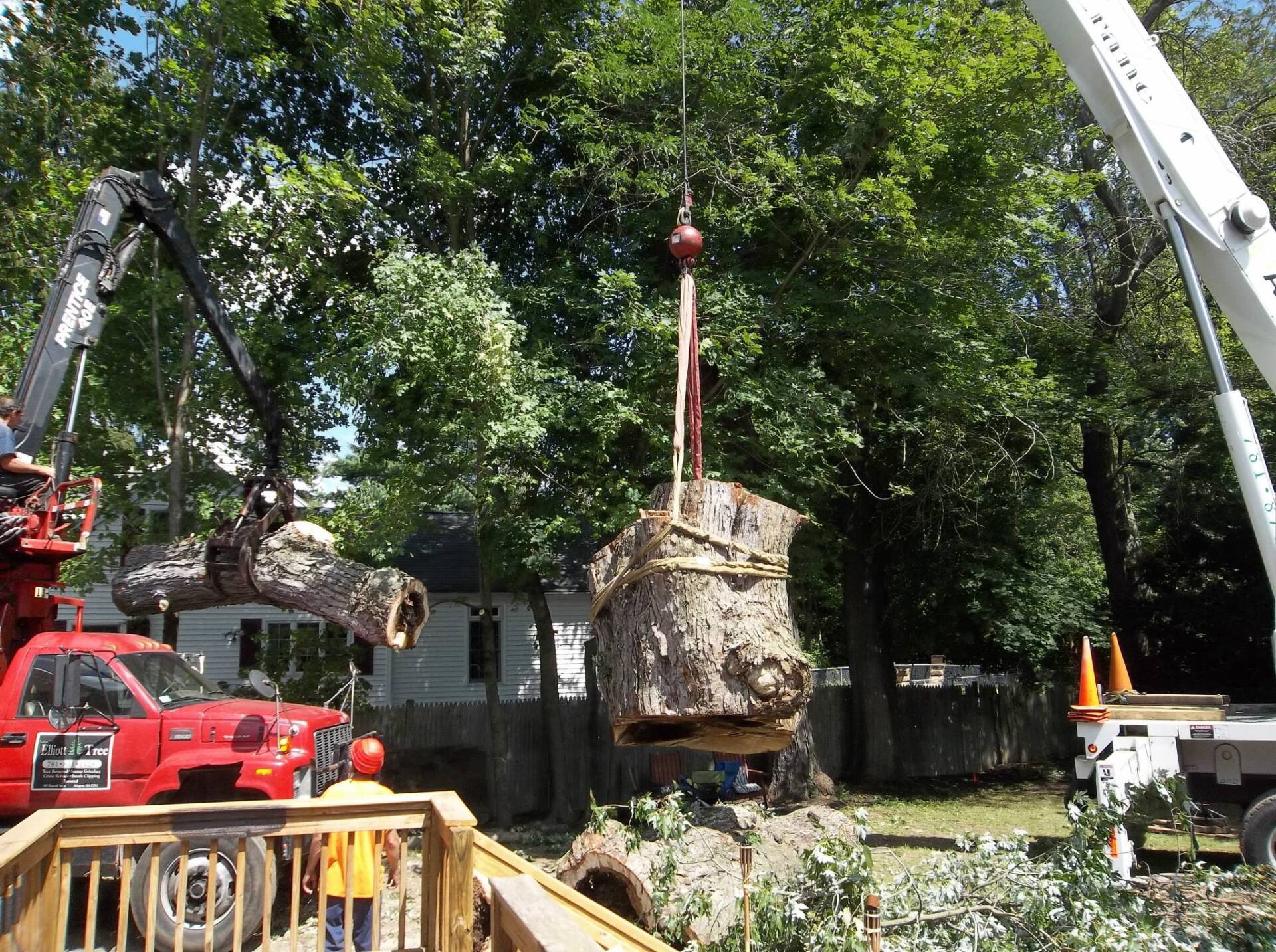 Tree service