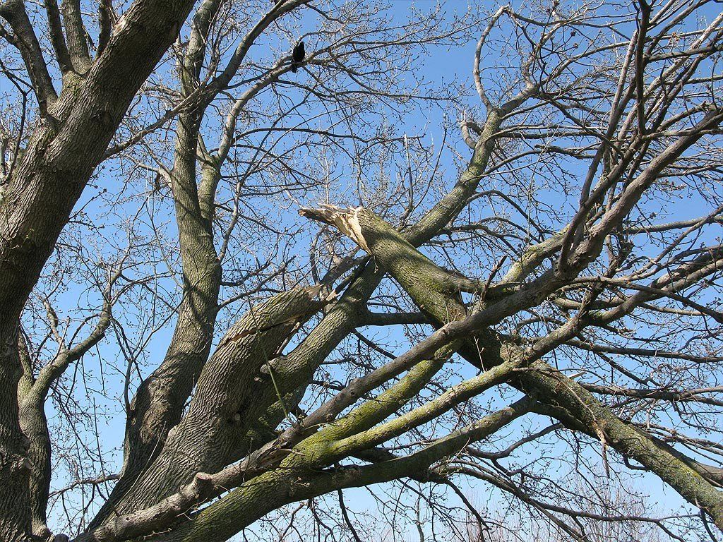 tree removal 