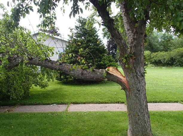 Tree service