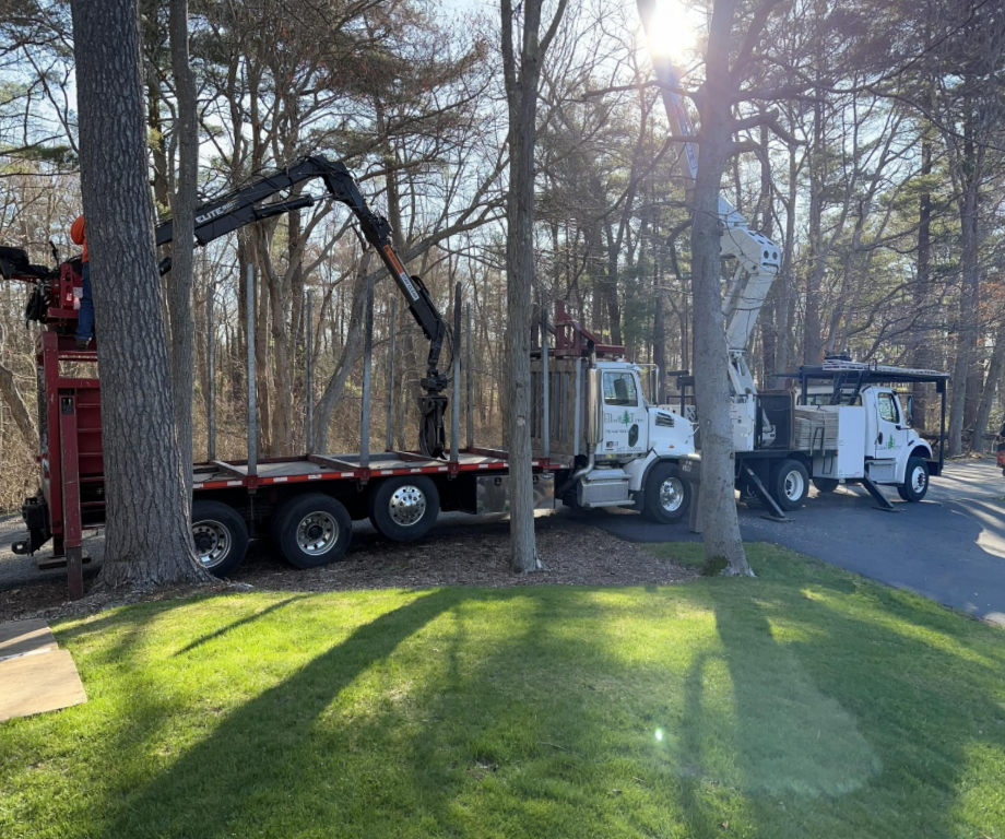 tree removal