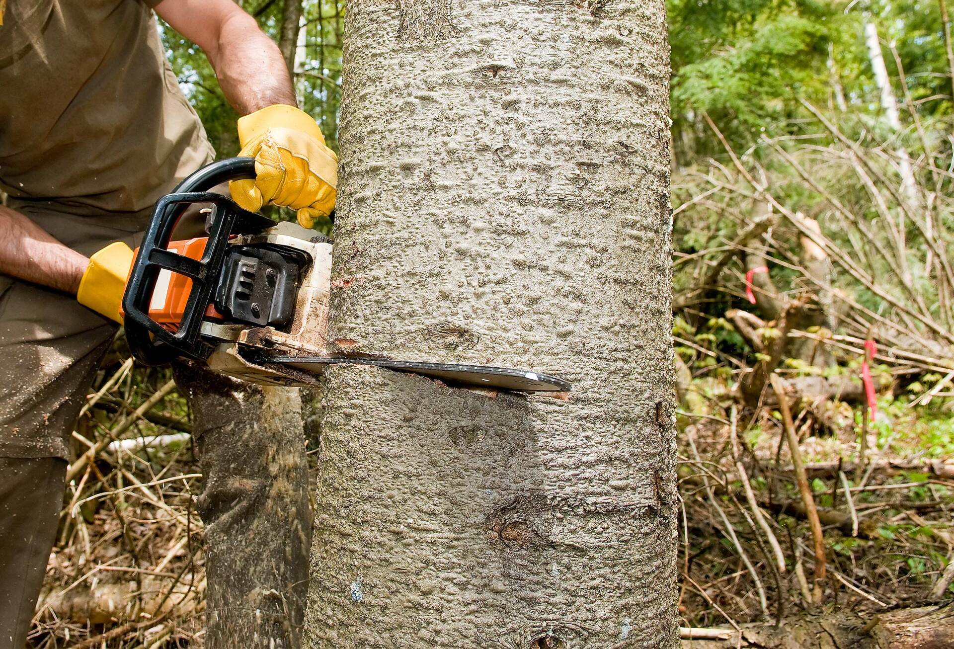 Tree Removal