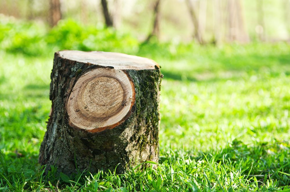 stump grinding