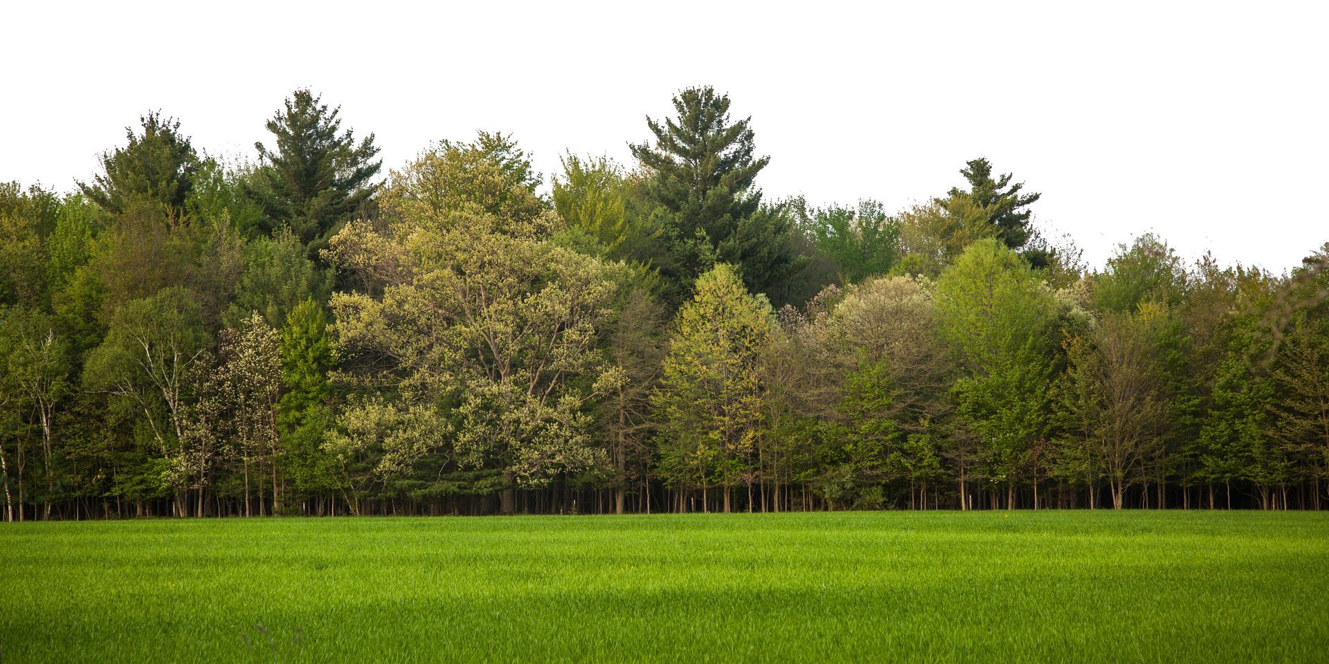 types trees