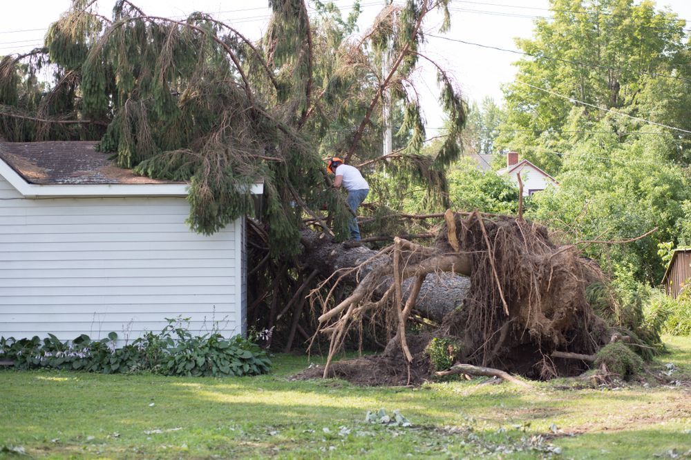 tree removal