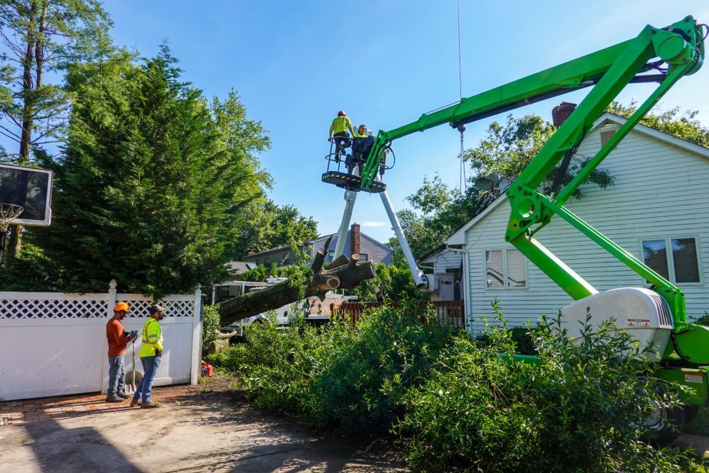 tree removal truck