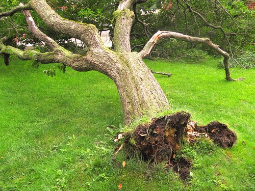 tree removal fall