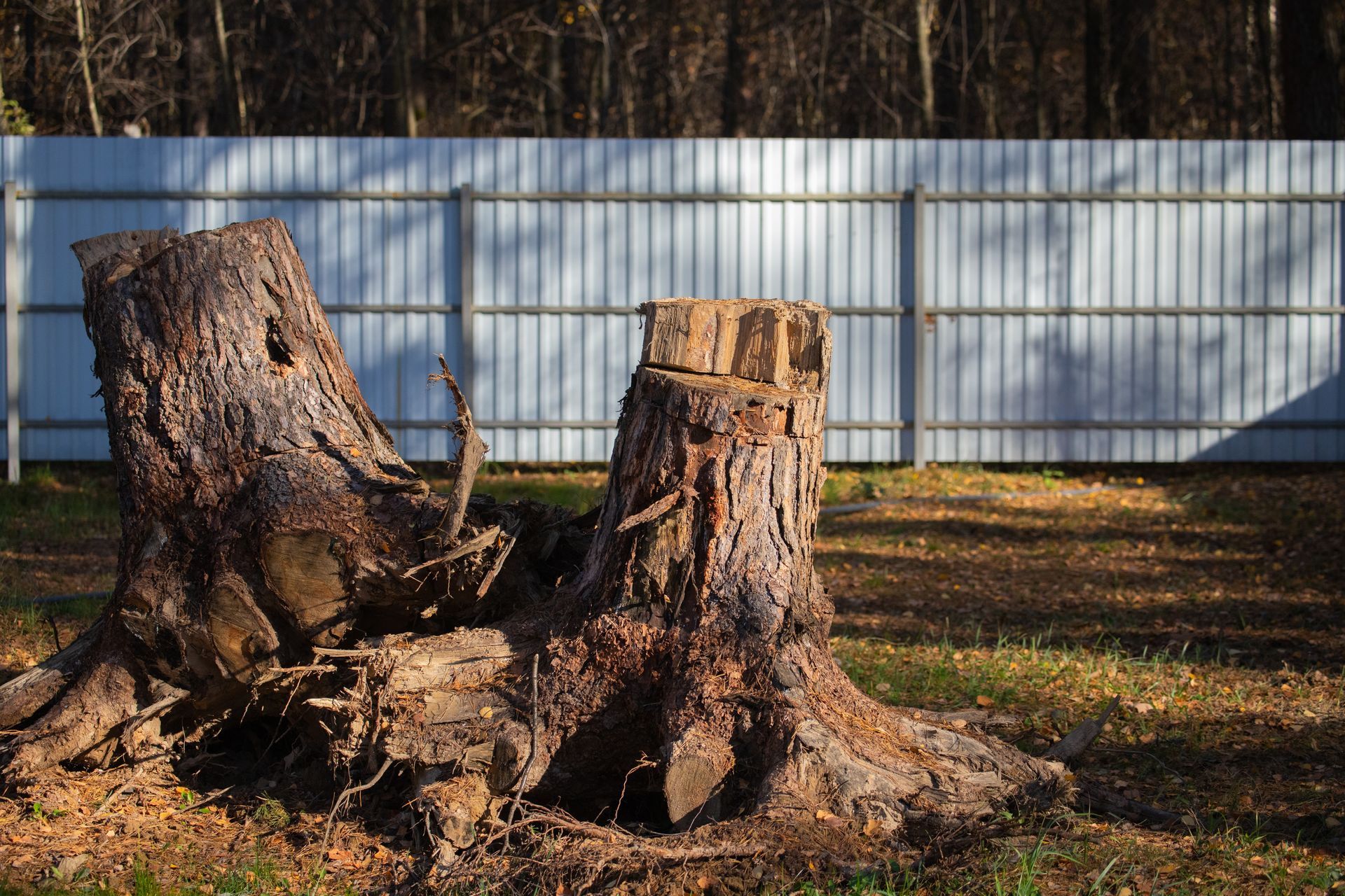 tree stump