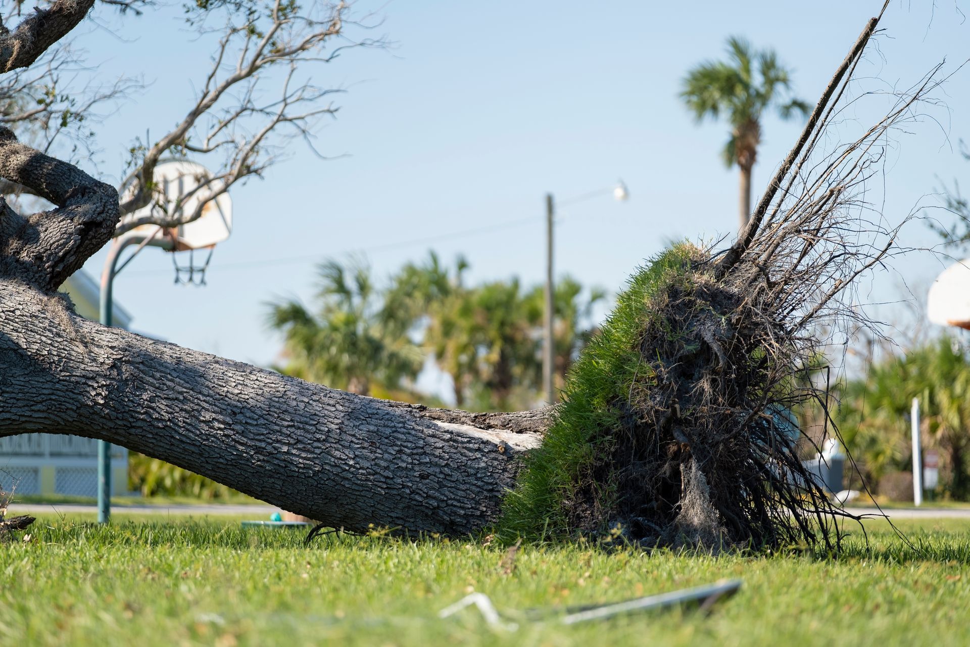 fallen tree